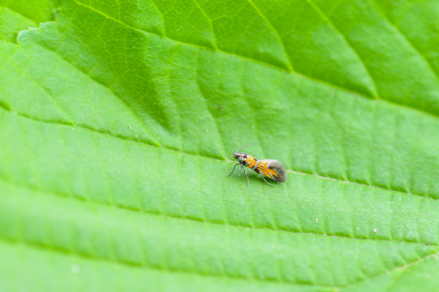 Chrysoesthia drurella - labodarágó sarlósmoly