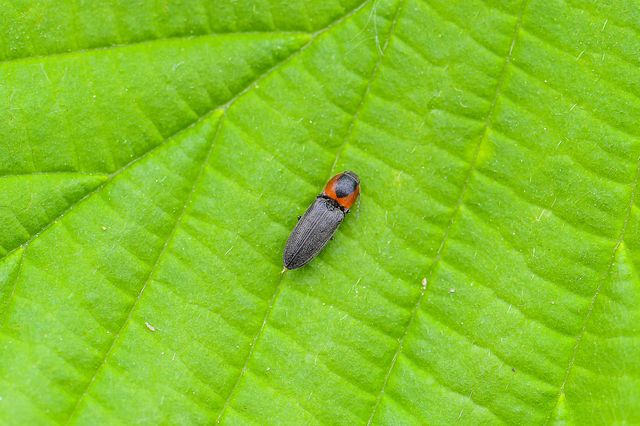 Cardiophorus discicollis - korongfoltos szívespattanó