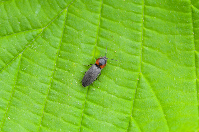 Cardiophorus discicollis - korongfoltos szívespattanó
