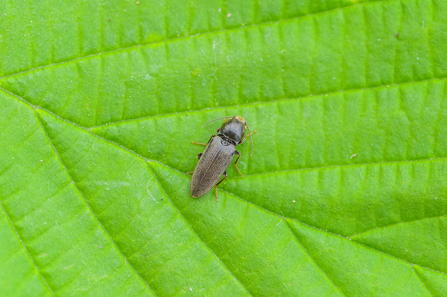 Elateridae - pattanóbogárfélék