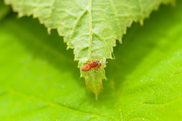 Nigma flavescens - vöröslő hamvaspók
