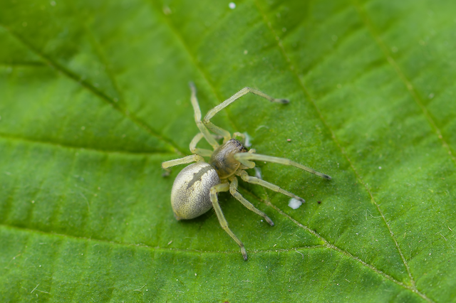 Cheiracanthium