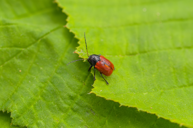 Cryptocephalus coryli - mogyoró-zömökbogár