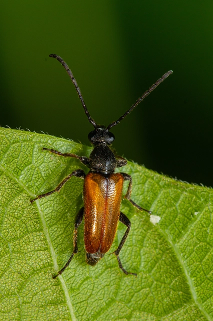 Pseudovadonia livida - barnás virágcincér