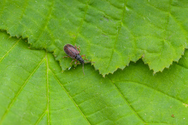 Phyllobius oblongus - közönséges levélormányos