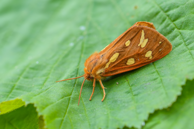 Hyphoraia aulica - barna medvelepke