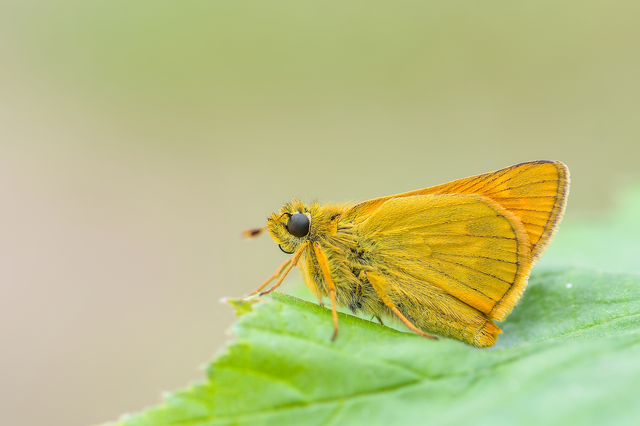 Ochlodes sylvanus - erdei busalepke