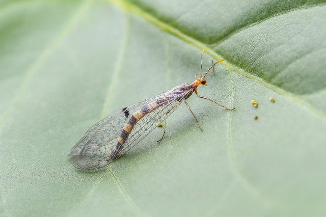 Megistopus flavicornis - kétfoltos hangyaleső