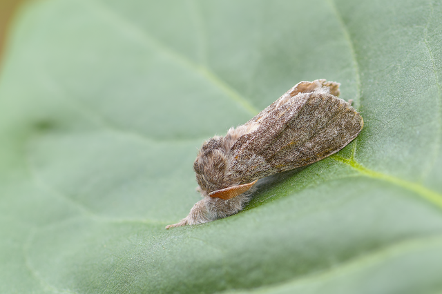 Calliteara pudibunda - hamvasszövő