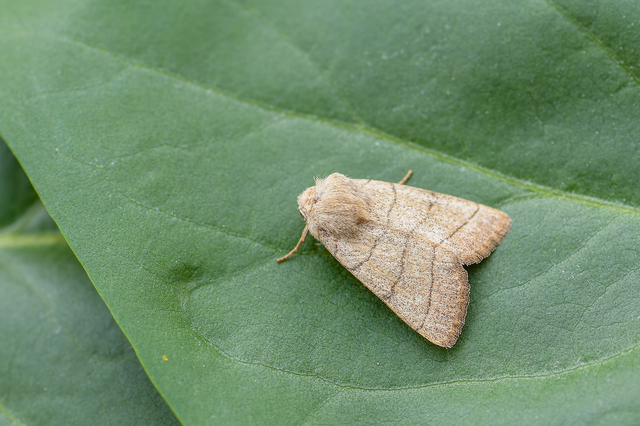 Charanyca trigrammica - háromsávos lombbagoly
