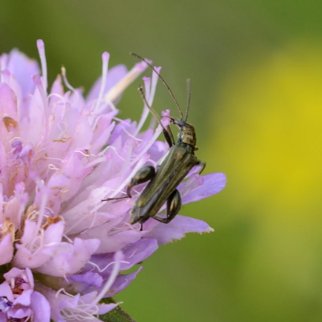Oedemera flavipes - sárgalábú álcincér Oedemera flavipes - sárgalábú álcincér