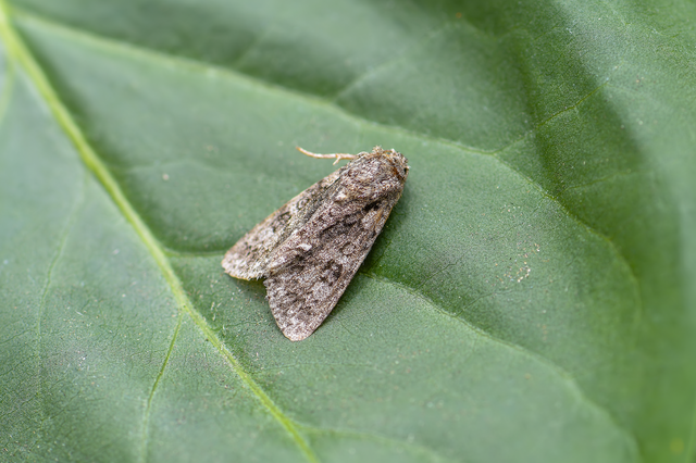 Acronicta rumicis - sóska-szigonyosbagoly