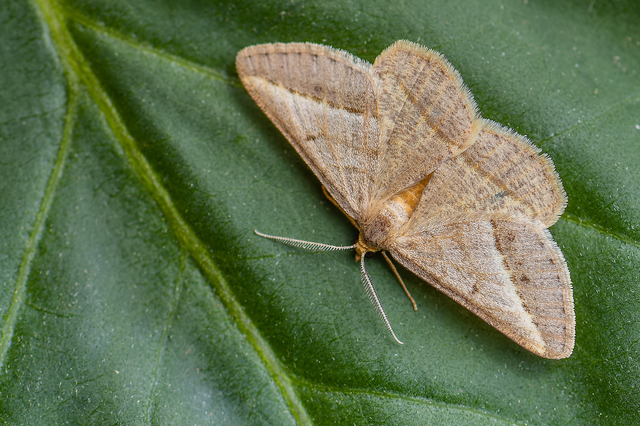 Tephrina arenacearia - lucerna-araszoló