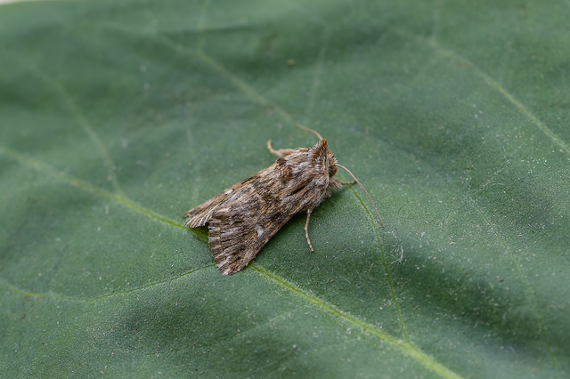 Calophasia lunula - gyújtoványfű-apróbagoly