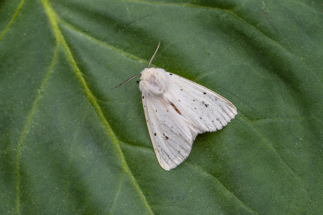 Spilosoma lubricipedum - tejszínű medvelepke