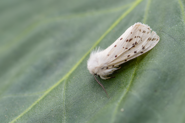 Spilosoma lubricipedum - tejszínű medvelepke