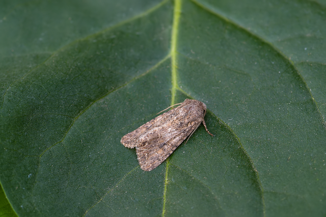 Hadula trifolii - lóherebagoly Hadula trifolii - lóherebagoly