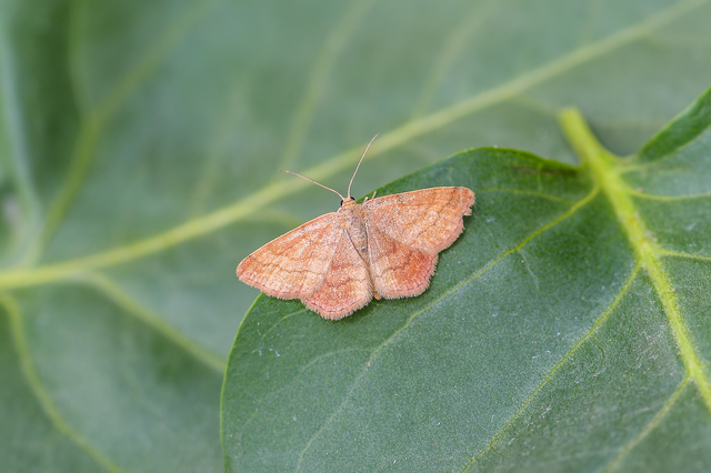 Scopula rubiginata - réti pirosaraszoló