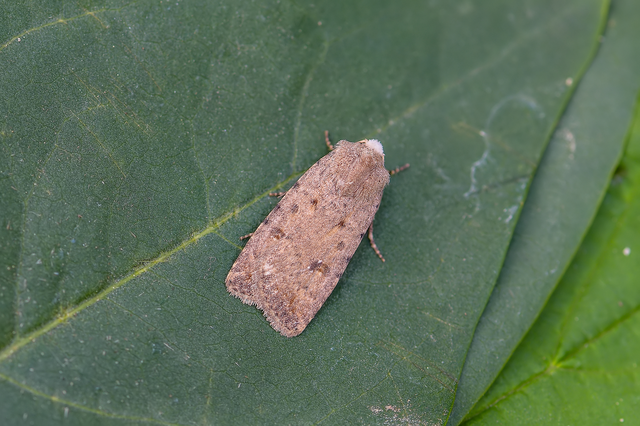 Paradrina clavipalpis - közönséges selymesbagoly