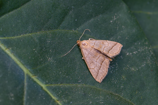 Herminia tarsicrinalis - szőröslábú karcsúbagoly