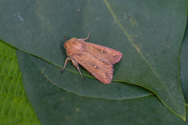 Mythimna albipuncta - fehérpettyes rétibagoly