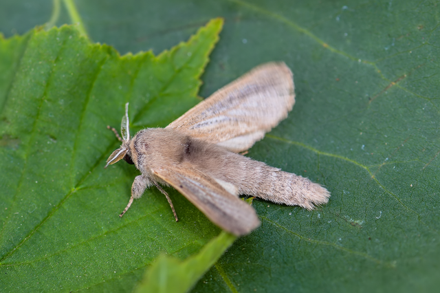 Phragmataecia castaneae - nádfúrólepke