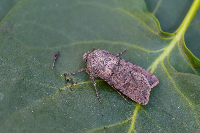 Agrotis segetum - vetési földibagoly