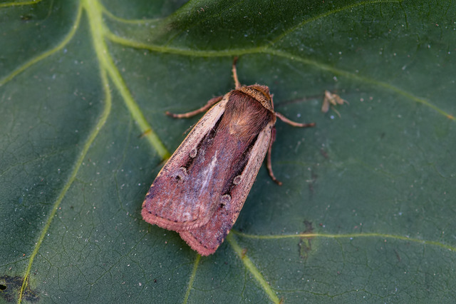 Ochropleura plecta - fehérszegélyű fűbagoly