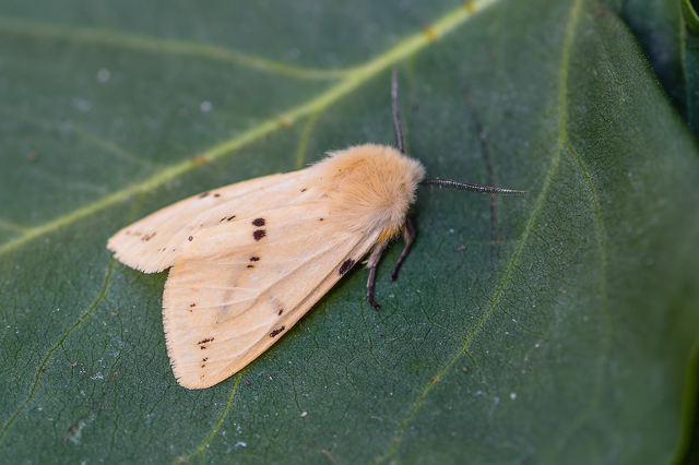 Spilarctia lutea - sárgás medvelepke