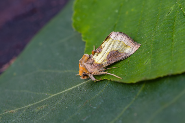 Diachrysia stenochrysis - rejtőző aranybagoly