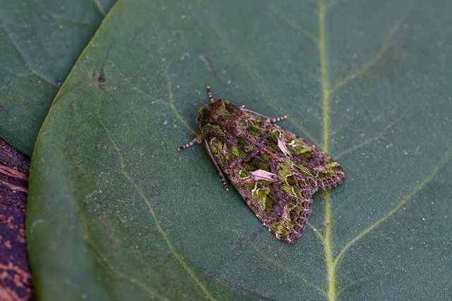 Trachea atriplicis - nyári zöldbagoly