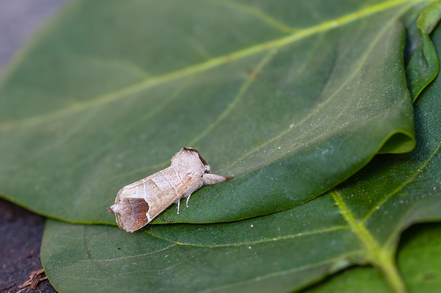 Clostera curtula - rövidszárnyú levélszövő