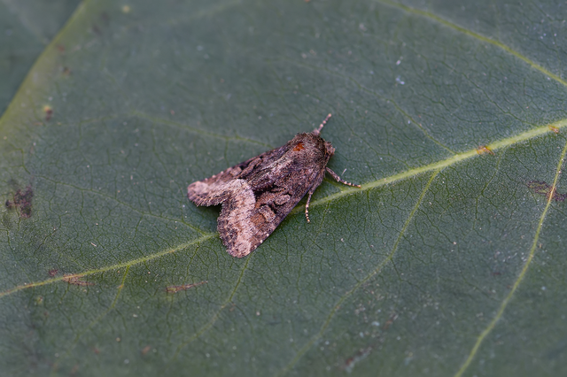Oligia strigilis/latruncula/versicolor