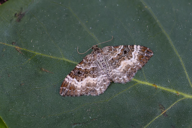 Epirrhoe alternata - galaj-tarkaaraszoló