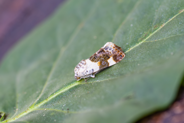 Acontia lucida - fehér nappalibagoly