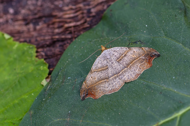 Laspeyria flexula - zuzmóbagoly