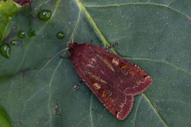 Noctua pronuba - nagy sárgafűbagoly