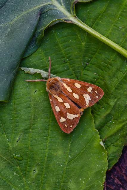 Hyphoraia aulica - barna medvelepke