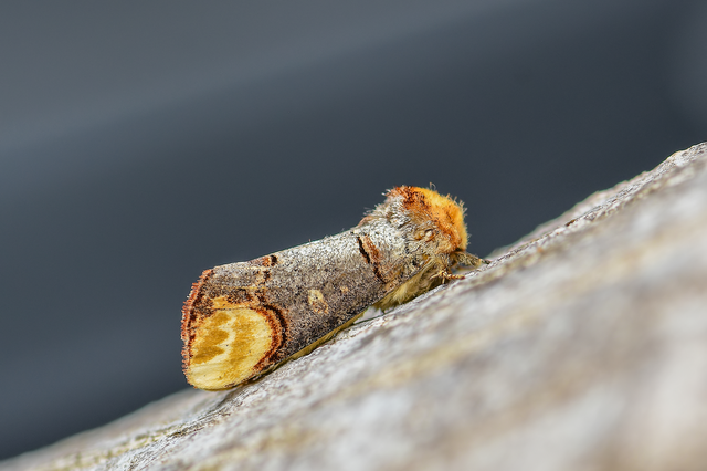Phalera bucephala - sárgafoltos púposszövő