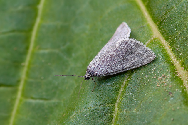 Lithostege griseata - szürke araszoló