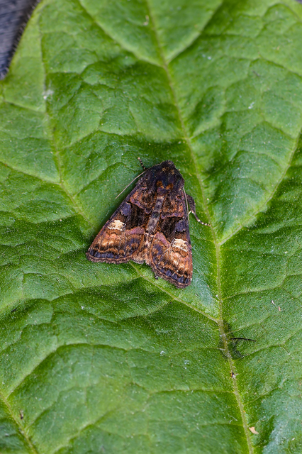 Euplexia lucipara - szeder-csipkésbagoly