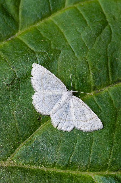 Cabera exanthemata - pettyes égeraraszoló