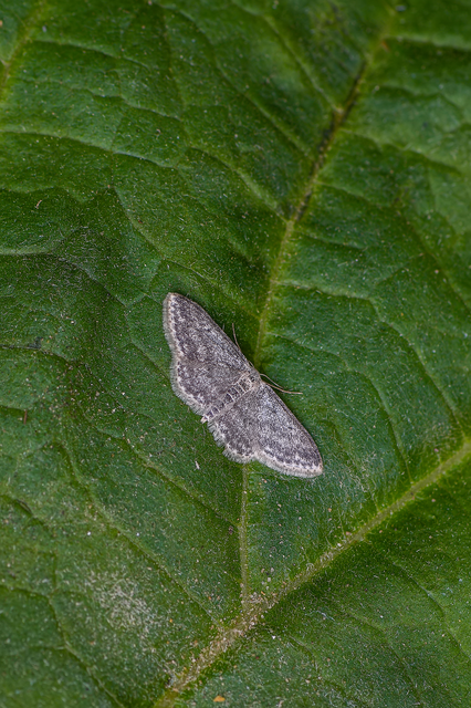 Idaea seriata - szürke apróaraszoló