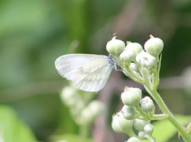 Leptidea sinapis - mustárlepke