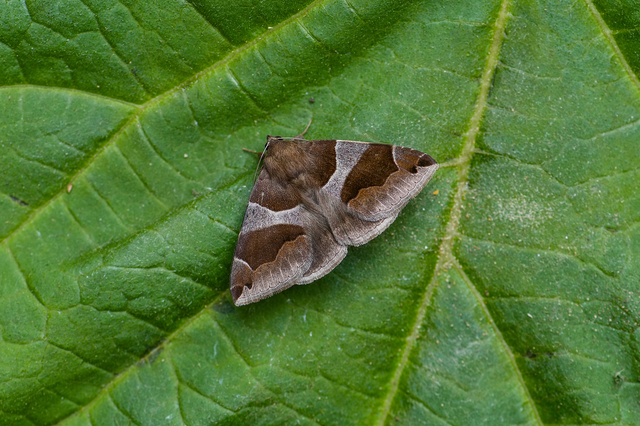 Dysgonia algira - déli porcelánbagoly
