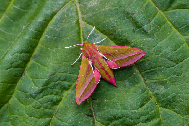 Deilephila elpenor - szőlőszender