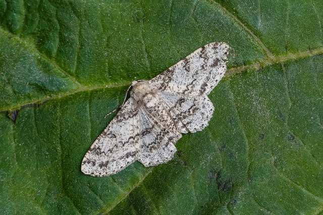 Ascotis selenaria - holdas faaraszoló