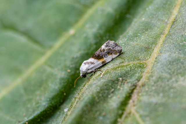 Ponometia candefacta - parlagfűbagoly