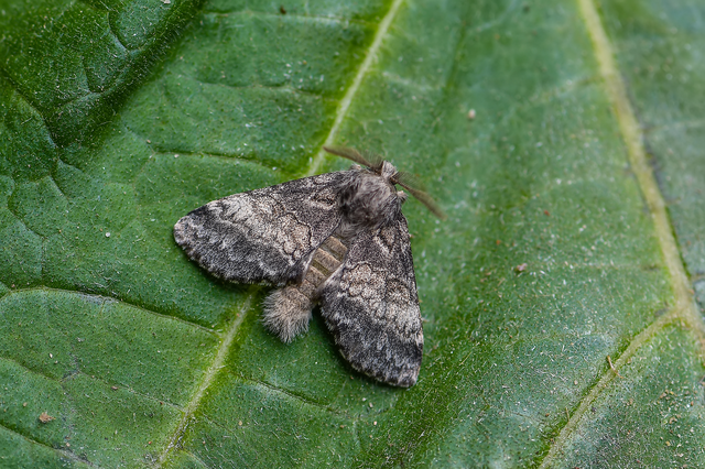 Gluphisia crenata - kormos púposszövő