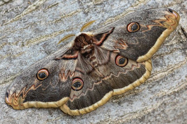 Saturnia pyri - nagy pávaszem